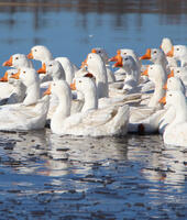 Etický-kodex-je-garancí-dobrého-života-hus-a-kachen-1