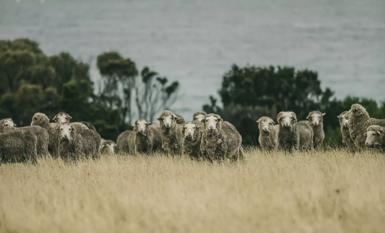 ORTOVOX-Tasmania-Story-Summer-201811 (1)