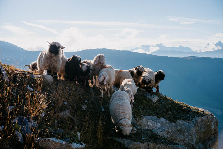 JEE_220827_Ortovox-Swisswool-Belap_0934